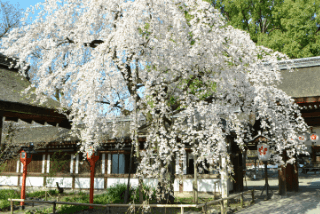 京都「平野神社」の見どころ｜江戸時代から伝わる桜の名所イメージ>